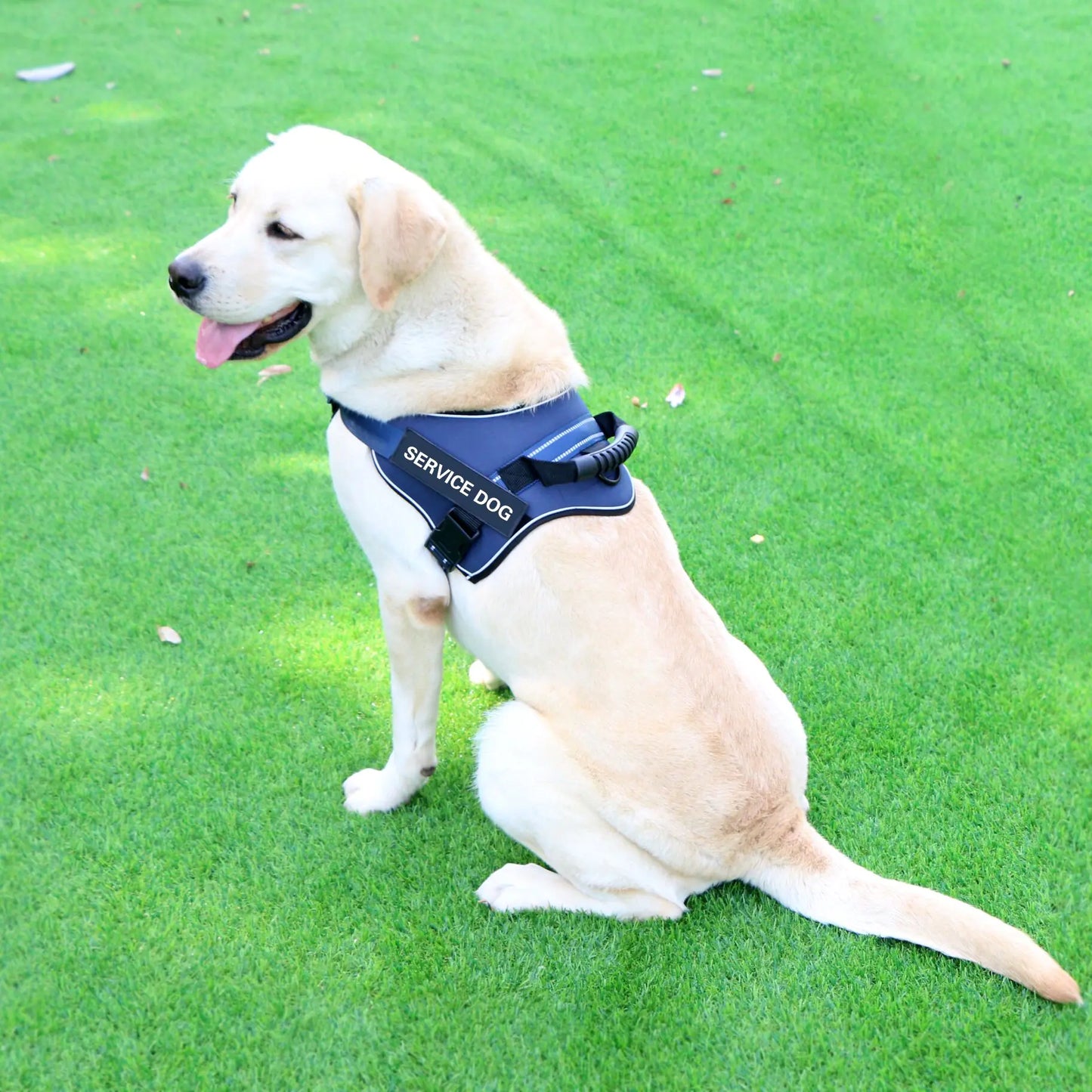 Service Dog Chest Strap Harness – Adjustable No-Pull Vest for Medium & Large Dogs